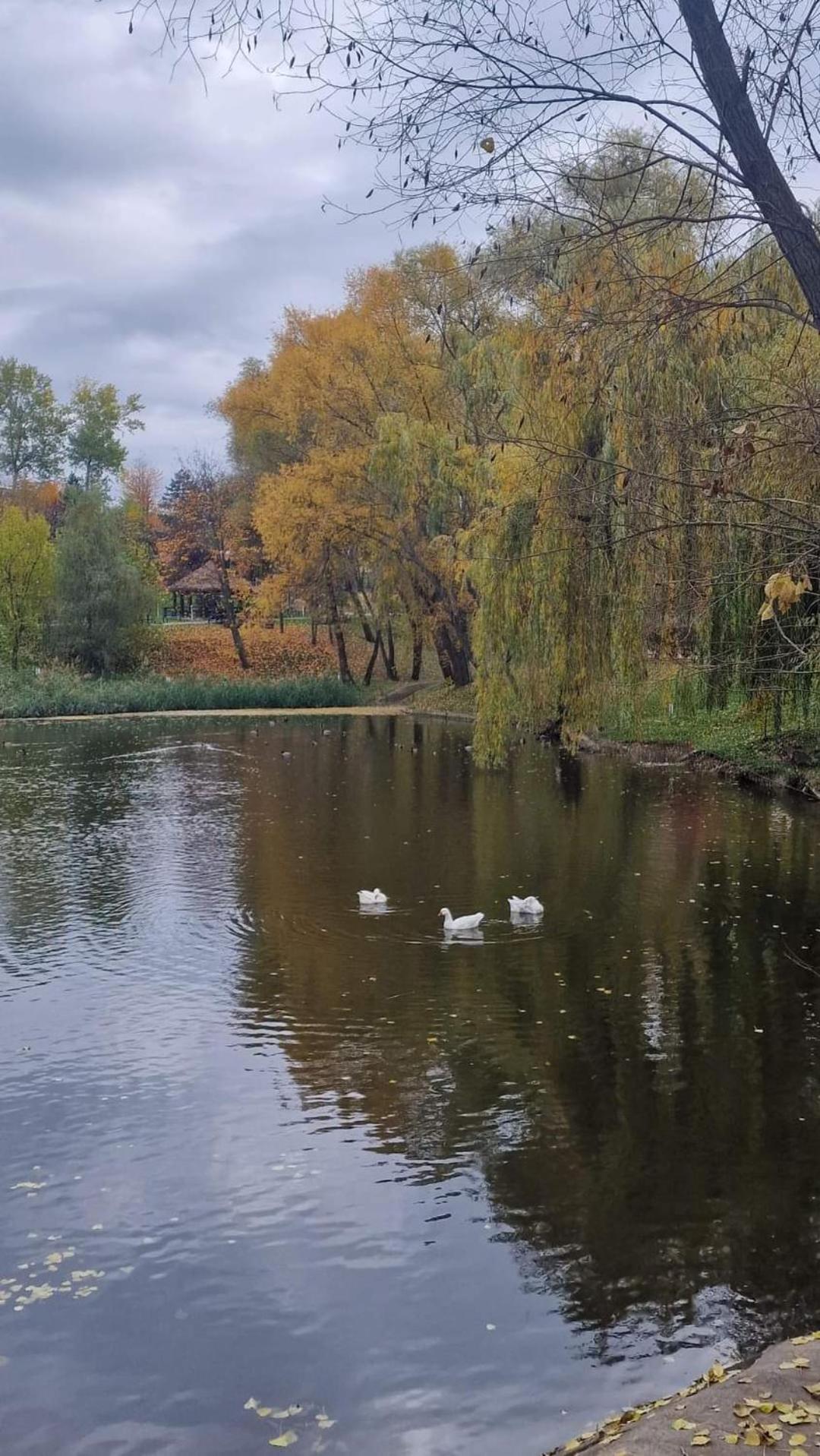 Cozy Apartment Narciselor Suceava Ipotesti  Eksteriør billede
